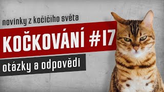 KOČKOVÁNÍ #17 - Stream: otázky a odpovědi by Kočkování 67 views 5 months ago 1 hour, 30 minutes