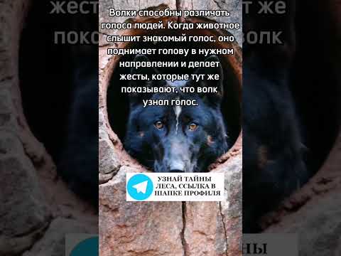 Волки способны различать голоса людей #волки #волк #животные #лес #природа