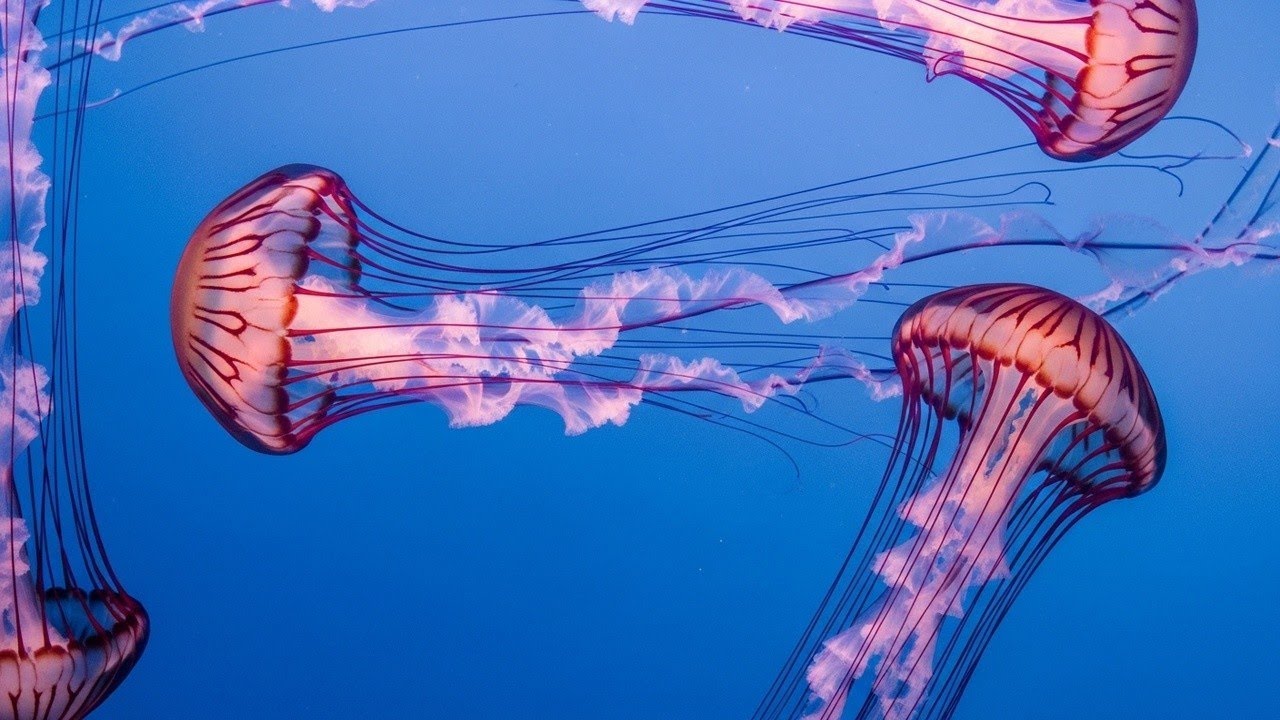 Meditation Music to Relax Body and Mind, Mental Health Support • Healing Sounds