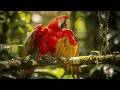 Amazon Rainforest Escape | Wildlife & Nature | Relaxing Music, Birds