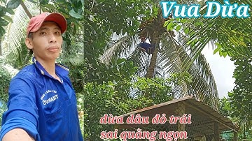 Vua Dừa Miền Tây// vua dừa leo cây dừa dâu đỏ trái sai quằng rất khó leo lên ngọn