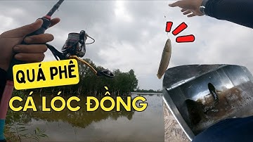 CÂU CÁ LÓC: LŨ VỀ CÁ ĂN QUÁ TRỜI | #caucaloc #recaloc #5râuđivàcâu #fishing