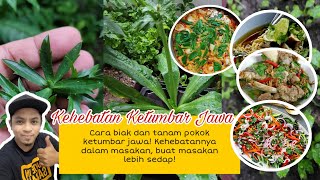 CARA TANAM, BIAK DAN GUNAKAN POKOK KETUMBAR JAWA DALAM MASAKAN! WOW MUDAH, MURAH DAN SEDAP!