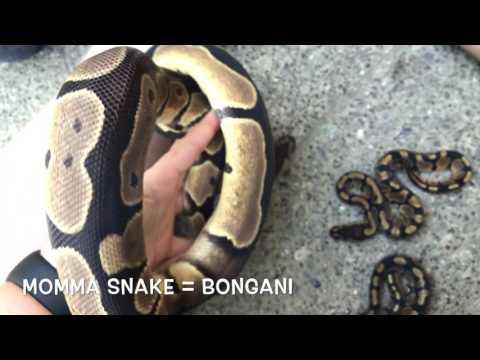 Ball Python Breeding: Proving a Dinker (Bongani)