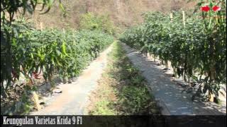 Agro TV-Cabai Kriting Krida 9 F1