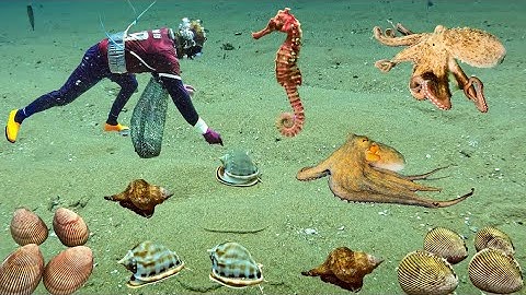 Bắt Được Nhiều Bạch Tuộc Mỹ Sò Dương, Em Cảnh Lại May Mắn Gặp Thêm Con Cá Ngựa | Cảnh 86