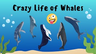 The Crazy Life of Whales