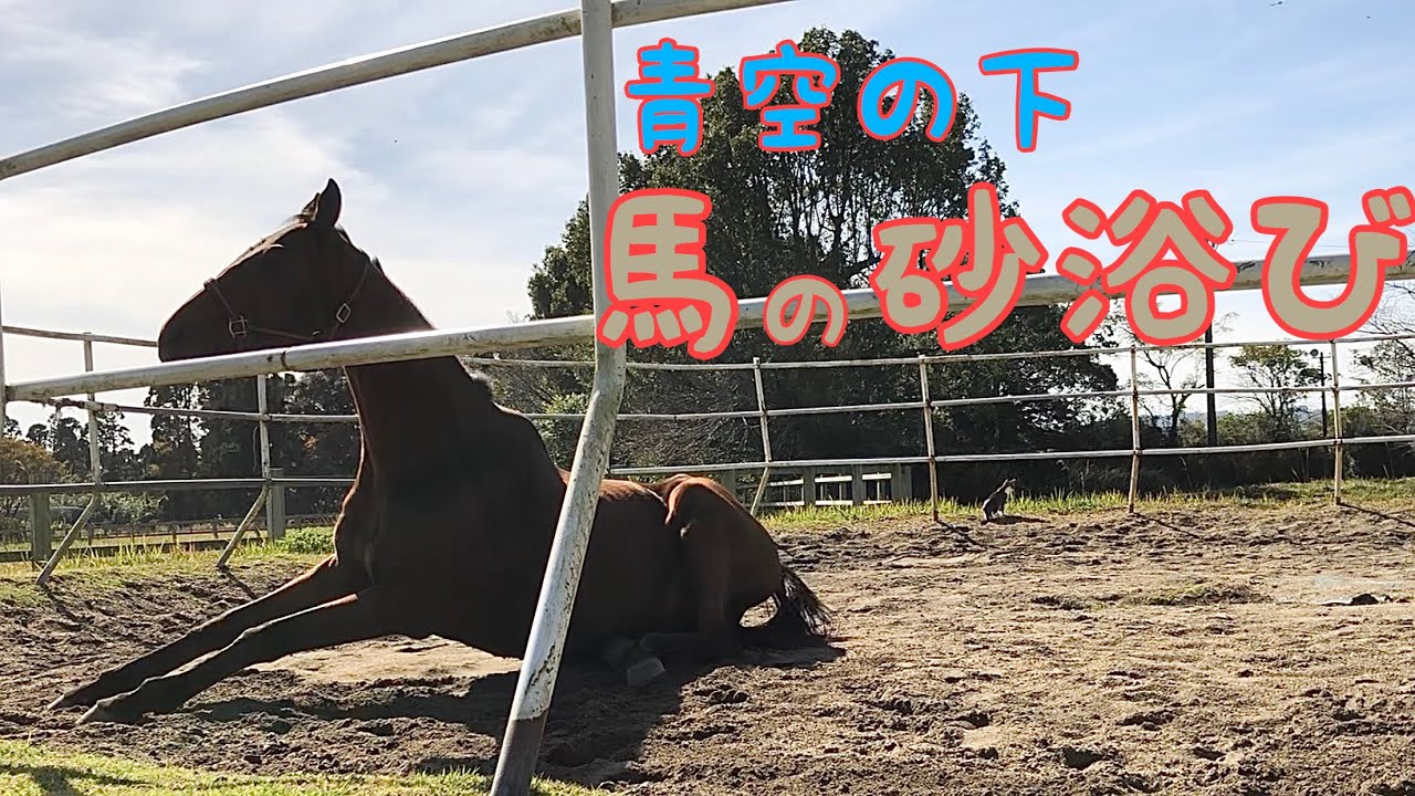 馬の砂浴び Youtube