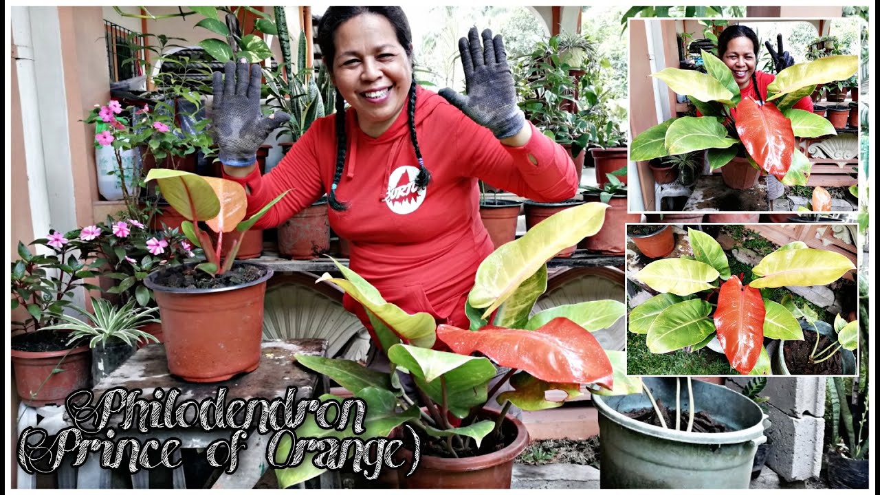 How To Take Care Of Your Philodendron || Prince Of Orange