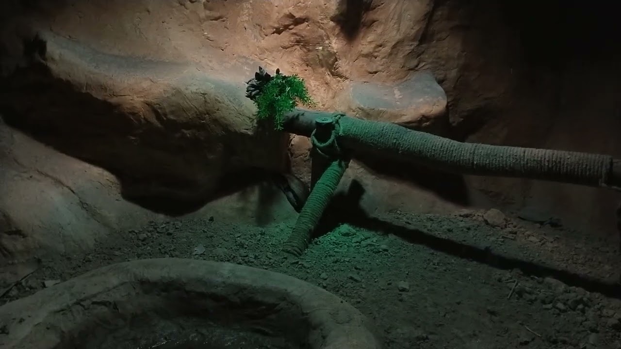 Walking around in Lahore zoo beautiful view 