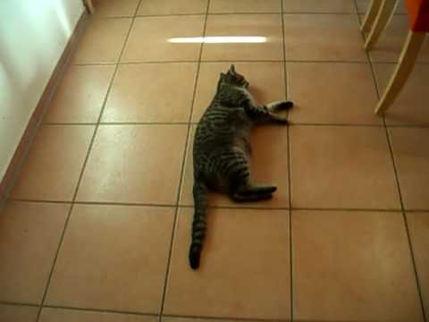 Besoffene Katze!! ( Drunken cat )