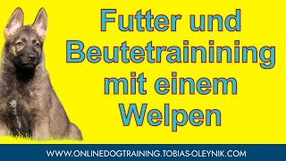 Futter und Beutetrainining mit einem Welpen