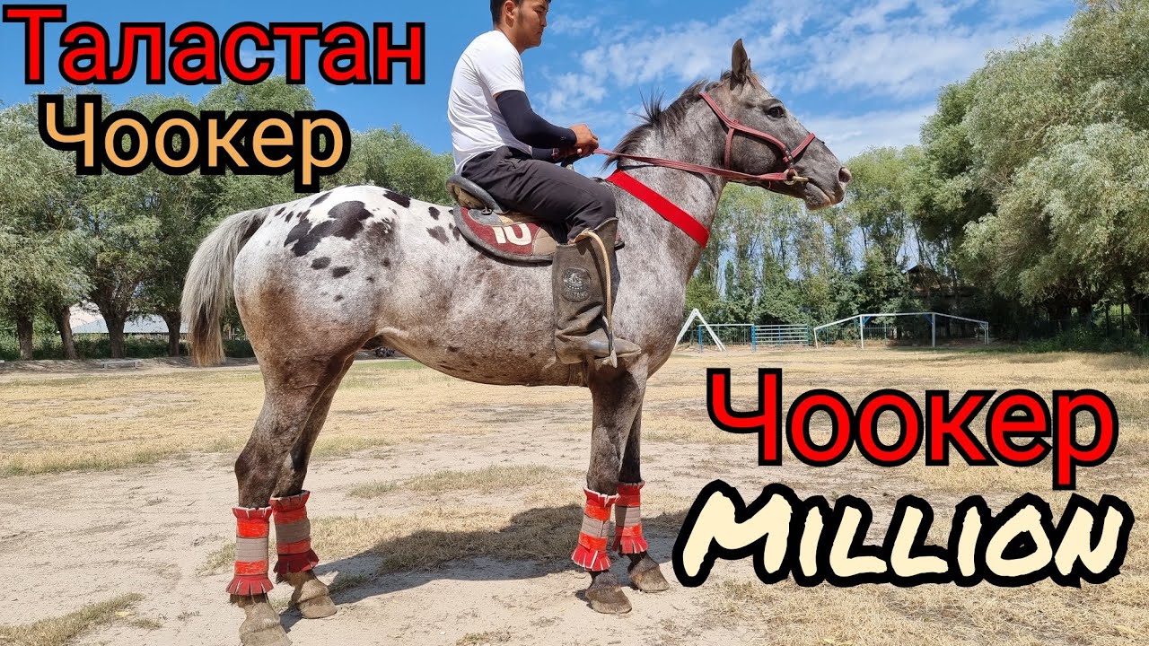 САТЫЛДЫ Таластан келген ЧООКЕР МИЛЛИОН