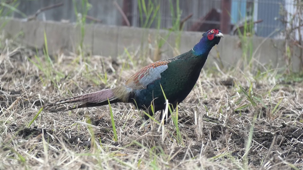 吉兆の証し 珍しい白 食用逃れたキジ 手箱姫 高知ですくすく 徒然雑記帳