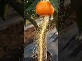 Mulching Plástico: Tecnología Agrícola para la Conservación y Protección del Suelo.