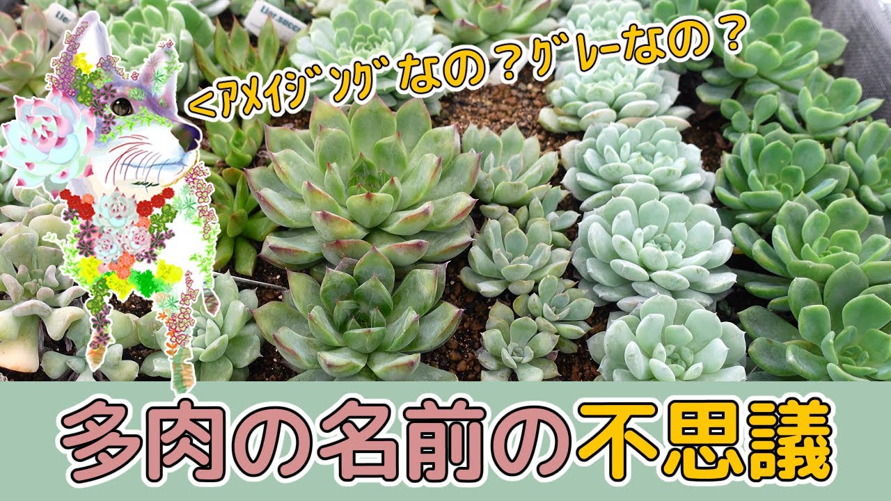 多肉植物⑤（お問合せはこちらからお願いします♪） 多肉の名前の不思議 - YouTube