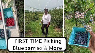 Blueberry Picking Studio Vegan