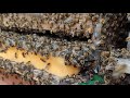 schwarmzeit🐝Mathias m🐝 überträgt einen Livestream.