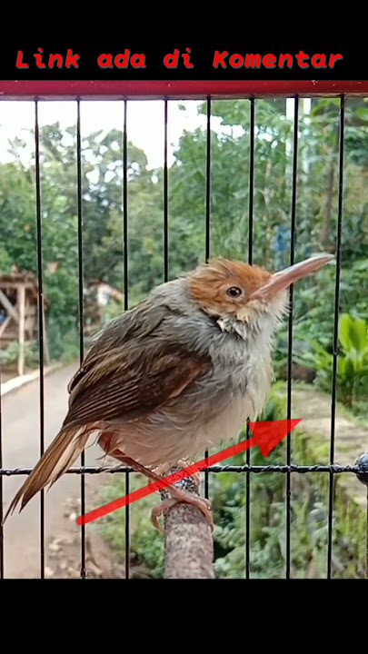 BURUNG PRENJAK SAKIT #shorts