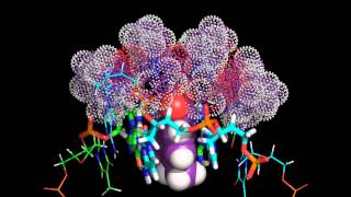 Intercalation Of Actinomycin D Into A Dna Duplex