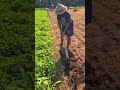 simple technique for making small beds for planting peanuts #shorts