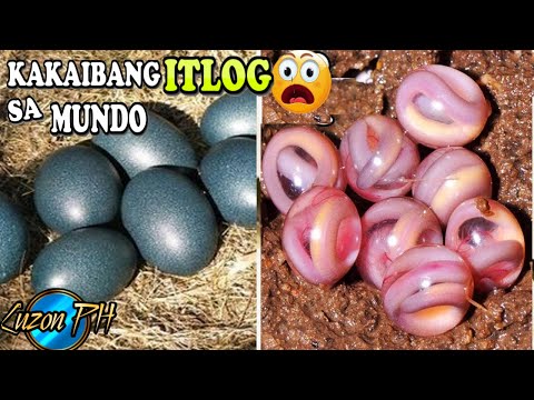 Video: 5 Mga Itlog Sa Buhay Na Kumukulo Ng Itlog Na Hindi Mo Alam