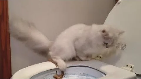 Cat slides while pooping FAIL - DayDayNews