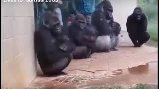 Lucu ngakak kingkong takut air