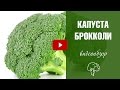 Капуста брокколи ✅ Лучшие сорта и особенности выращивания ✅ Польза для человека