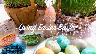 Living Easter Basket, wheatgrass & eggs