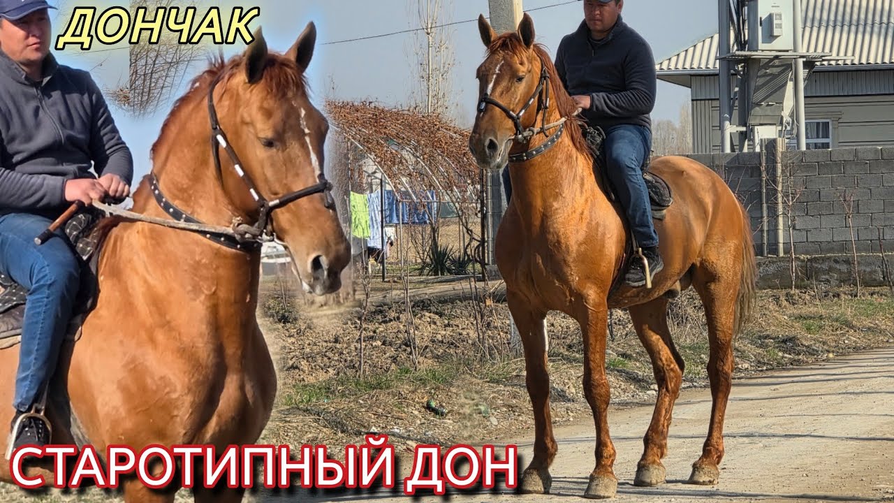 Старотип ДОН 👍Каарманда