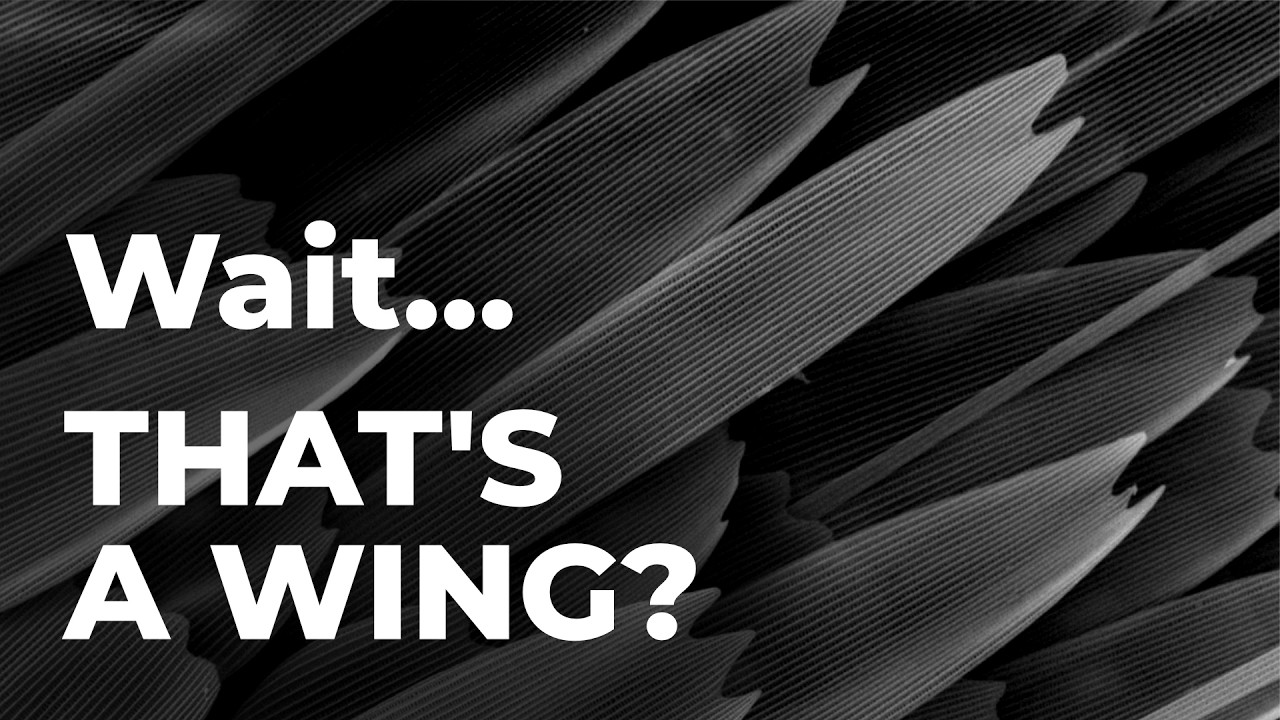 Electronic Butterflies – Skylab Electronic Butterflies – Skylab ebird-pink-butterfly-x2-