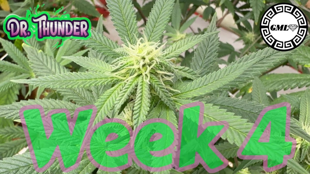 End of wk 4 Copycat Genetics Dr. Thunder under 