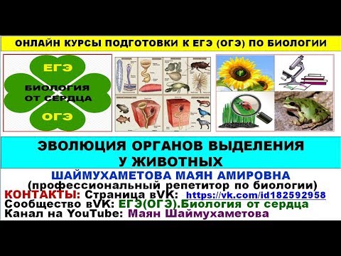 ЭВОЛЮЦИЯ ОРГАНОВ ВЫДЕЛЕНИЯ У ЖИВОТНЫХ