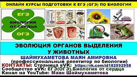 ЭВОЛЮЦИЯ ОРГАНОВ ВЫДЕЛЕНИЯ У ЖИВОТНЫХ