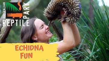 ECHIDNA FUN! | The Australian Reptile Park