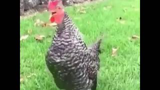 Download Lagu Edan turun versi ayam , enak didenger😌 MP3