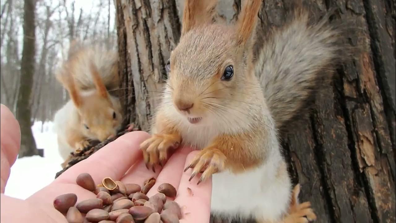 Белка на разных языках. Белка с орешками. Белка. Белочки с орешками осень. Огромная белка.