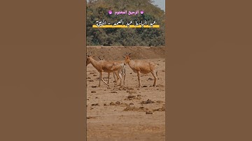 عبد الباسط عبد الصمد سورة الحاقة