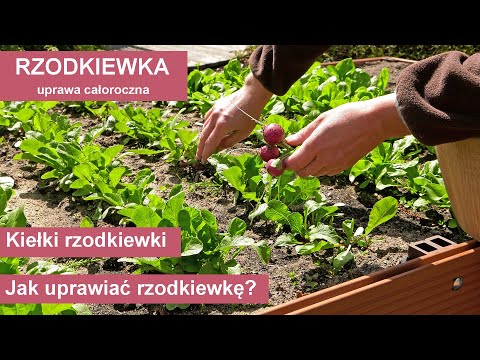 Wideo: Rzodkiewki Można Uprawiać Na Parapecie