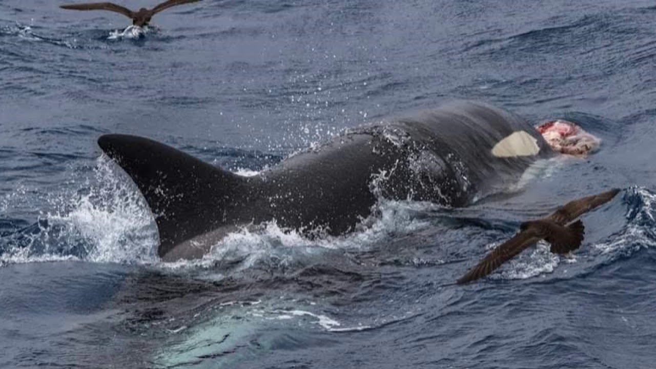 Orca Bremer Canyon Feb 2020 - YouTube