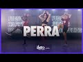 Perra - J. Balvin, Tokischa | FitDance (Choreography) | Dance Video