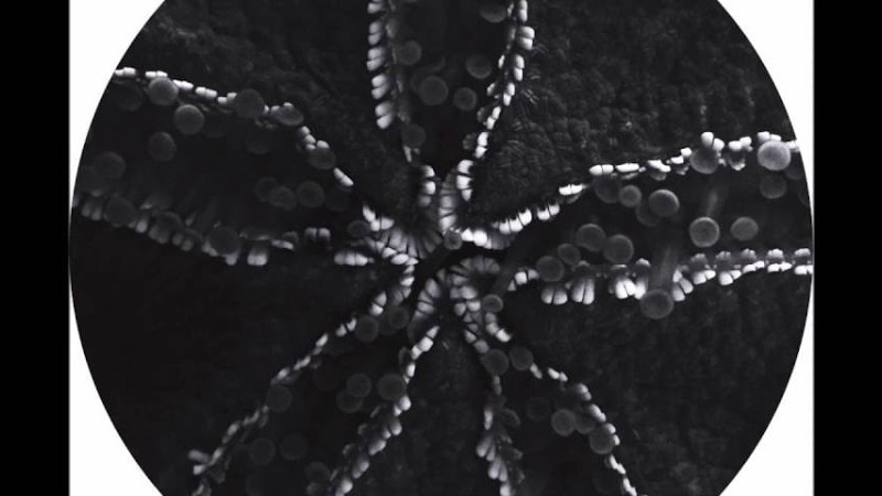 Boston 168 - 303 Regiment [Atticl002]