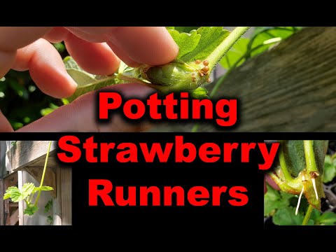 Video: Strawberry Formation With Strawberry Plant Runners