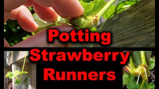Planting Strawberry Runners, Tips and Strategies In 2020