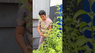 amma payan gossip #bachelor #minivlog #trending #shortvideo