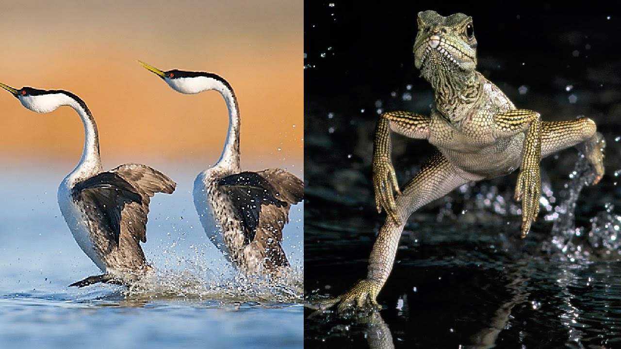 ЖИВОТНЫЕ, которые ХОДЯТ ПО ВОДЕ! - YouTube