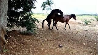 #Horse sex and heat clinical sign natural sex and how they did //Namna ya kuzaliana farasi