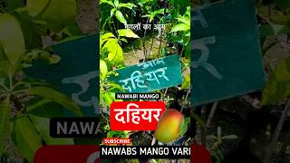 Rare Dahiyar Variety Mango Old Ancient Mughals Variety 40 Preserved Trees Indian Mango #gharkikheti