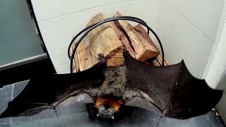 Rescuing a flyingfox in a courtyard:  this is Rozza